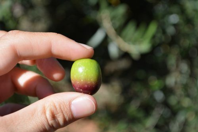 Huile d'Olive Vierge Extra Premium ÁGURA 500ml