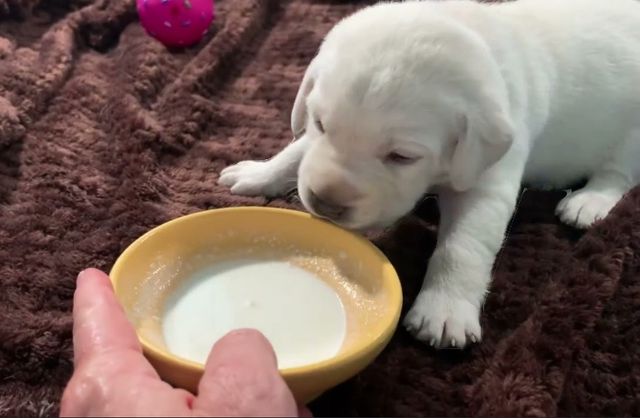 Puppy milk 6+ weeks 250ml