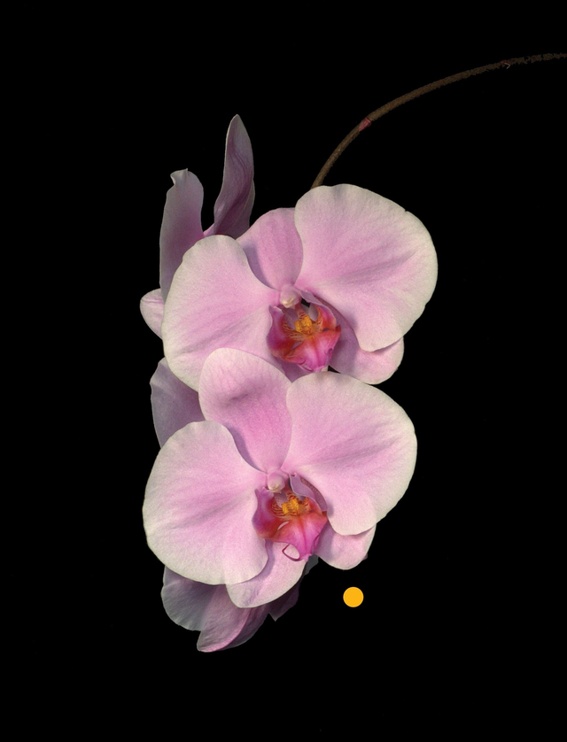 Wisdom of Compassion with Gold Essence