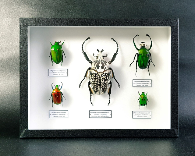 Collection de cétoines