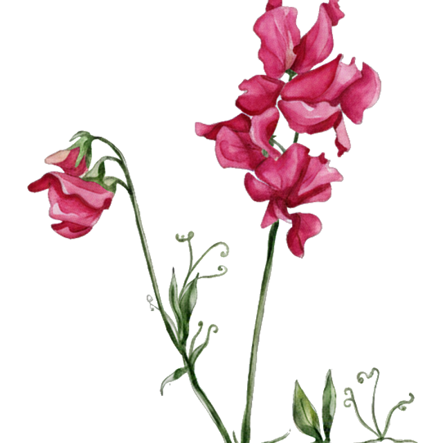 Sweet Pea 'Millennium'