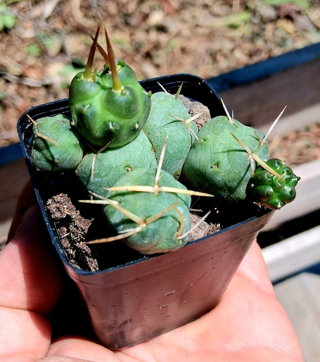 D53 . Puna incahuasi vaso 7x7