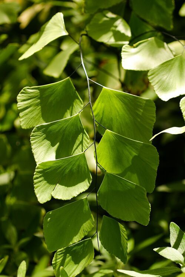 Adiantum peruvianum - Plug plant