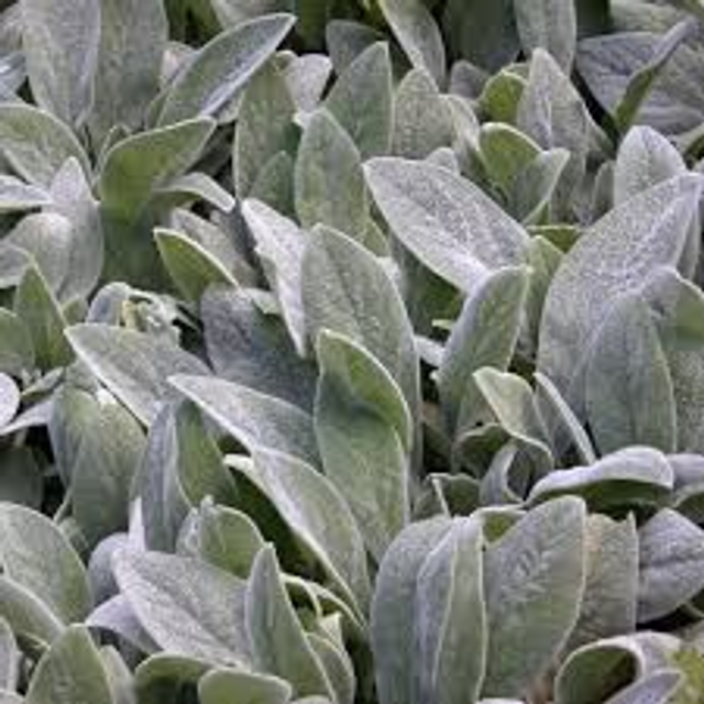 Stacey's Byzantine Lamb's Ear (Stachys byzantina 'Stacey's Byzantine') 2 Liter Pot