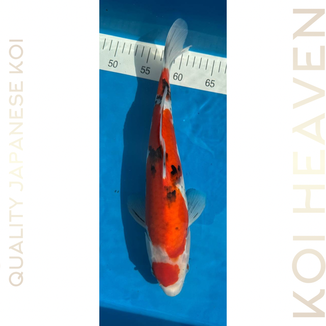 Shintaro koi farm Sanke Tosai 35cm