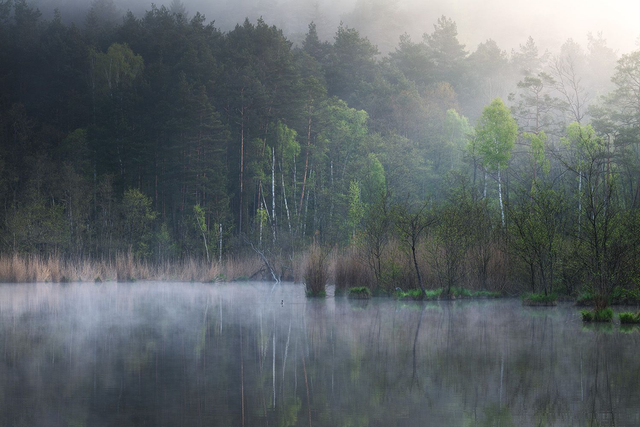 Waldsee an einem Frühlingsmorgen