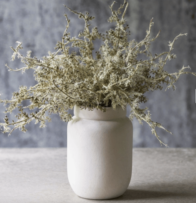 Senecio Cineraria in Pot