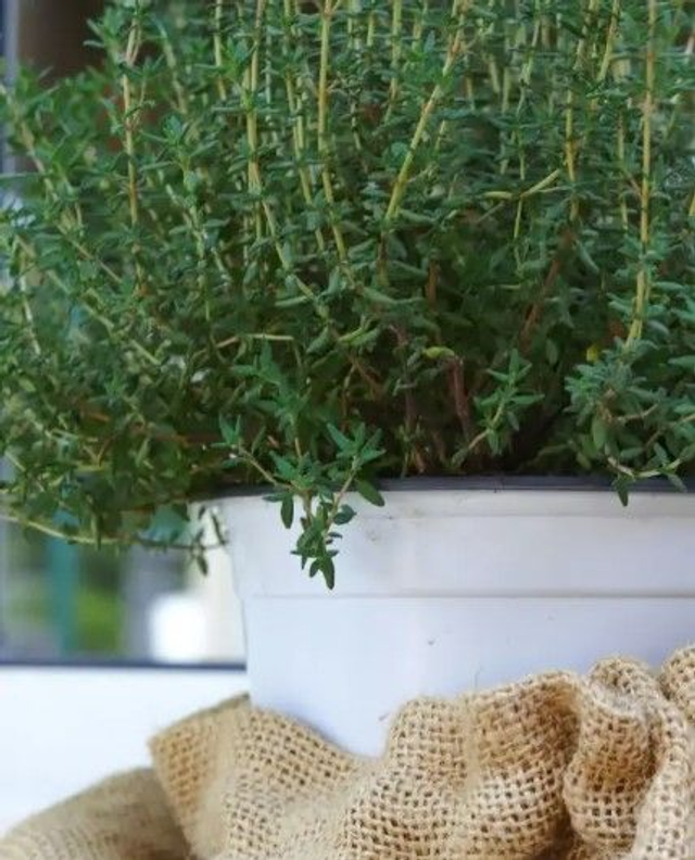 Thym citron NT - Thymus vulgaris