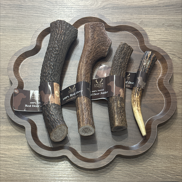 Red Deer Antler