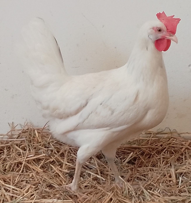 Pondeuse Azur (oeuf bleu)