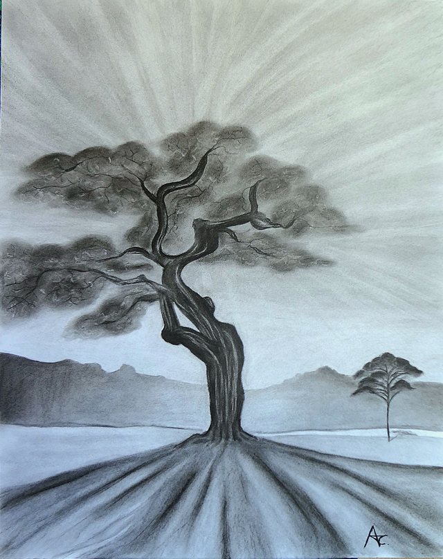 L&#039;aube touche l&#039;écorce