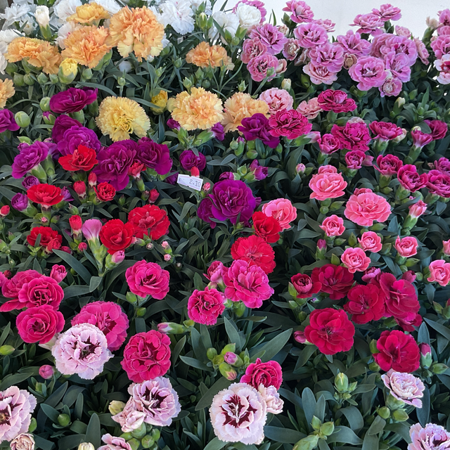 Œillet 