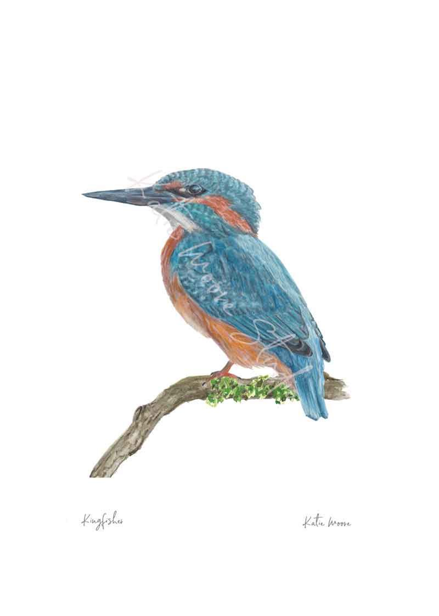 Kingfisher