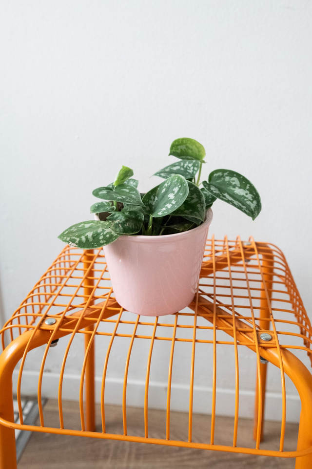 Pot rose poudré 🧩 Mix &amp; Match