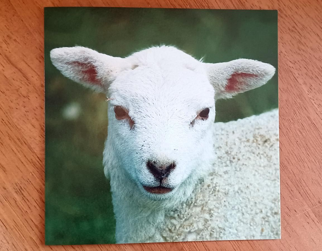 Bright Lamb