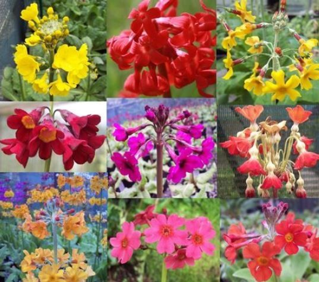 9 plant Primula starter collection vibrant colours