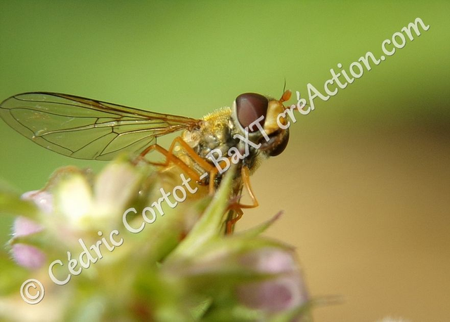 2 - Carte postale - Le petit monde du Vivant (Ref 100_1008)