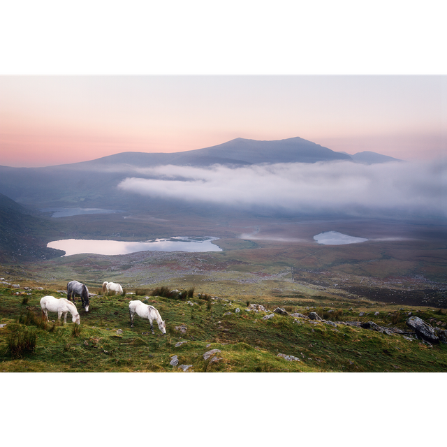 An Chonair - Conor Pass - Horses