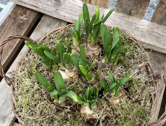 Tete a Tete Narcissus Basket Planter