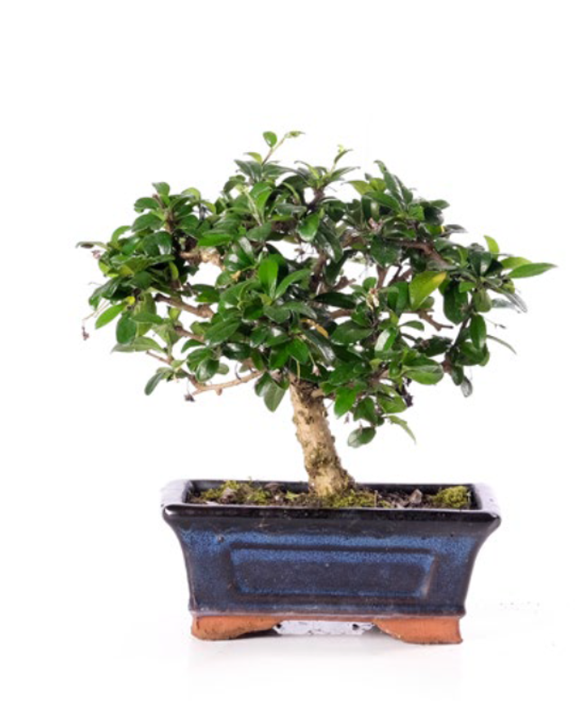 J04 . Carmona retusa scopa rovesciata in vaso 15 cm