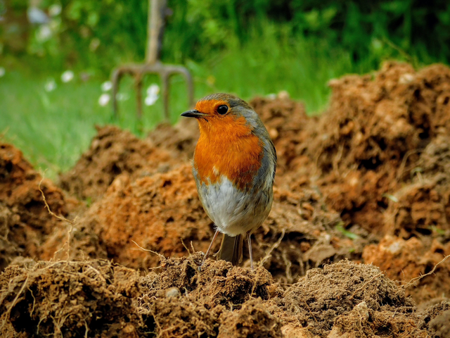 Mr Robin  
