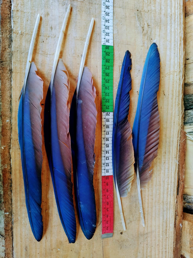 Penne Ara Blu-Rossa