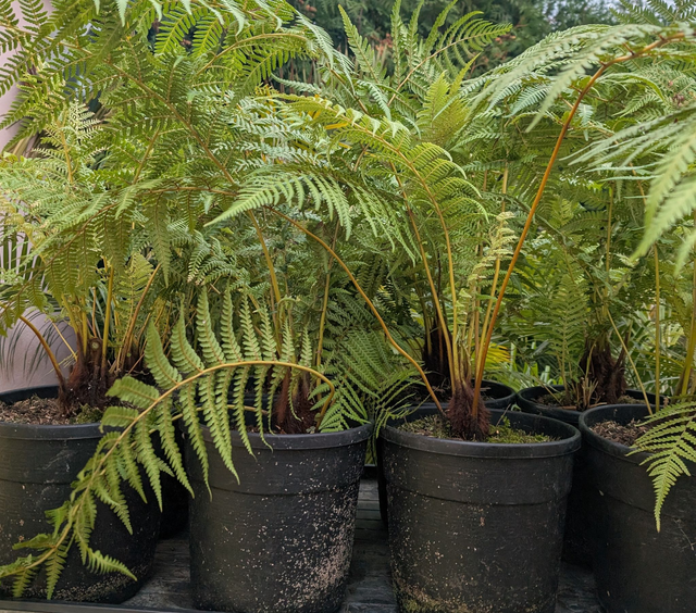 Dicksonia antarctica Baumfarn