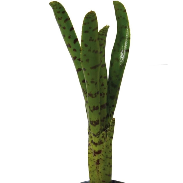 PT Neoregelia Punctatissima 8715897361579