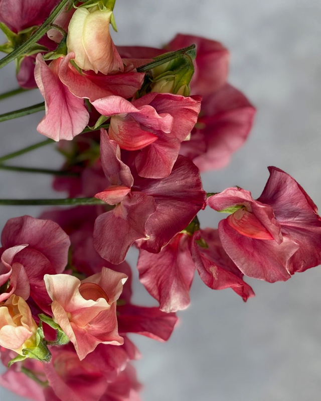 PLUG Sweet Pea 'Kings Ransom'