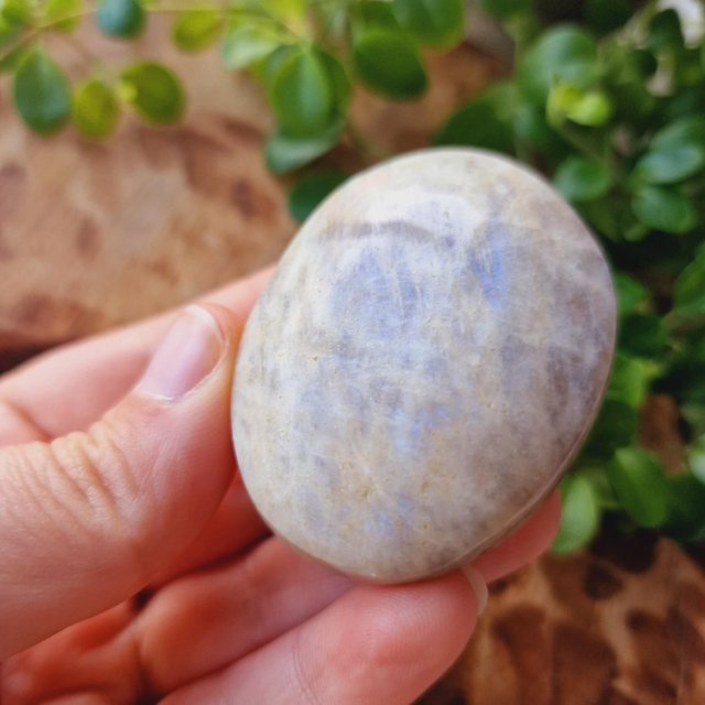 Moonstone Palm