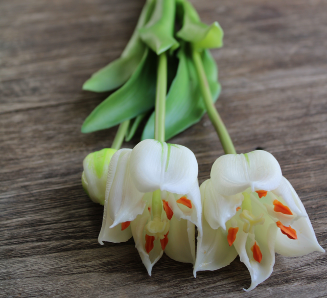 tulp exclusive snowy white 