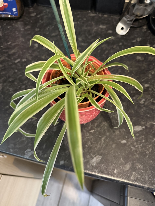 Spider Plant