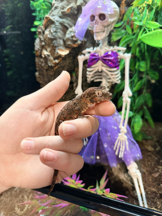 CB26 Mainland Chahoua Gecko