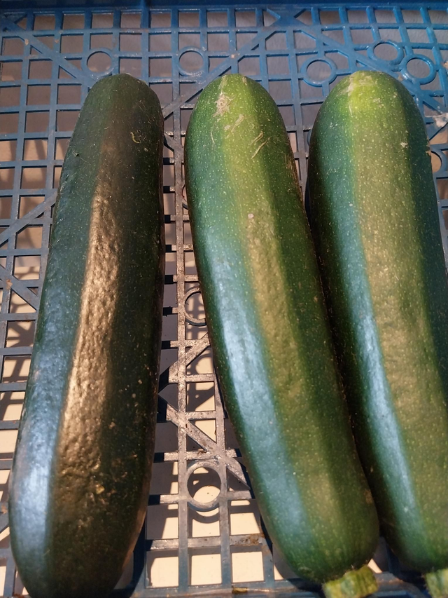 Courgette (1)