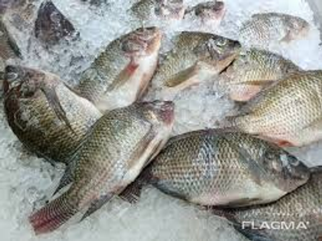 Tilapia frozen