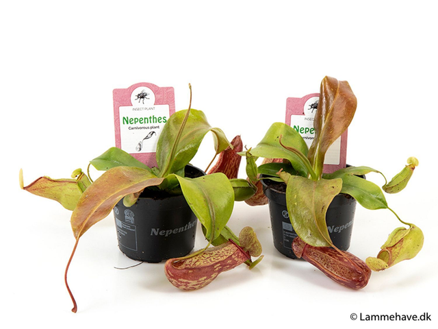 G03 . Nepenthes 'Gaya'