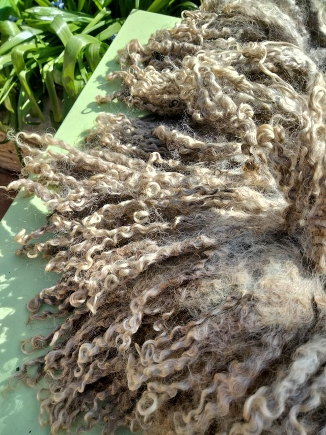 Leicester Longwool BRUTE TB0125