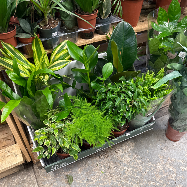 Mix Plantes d’intérieur (grand)