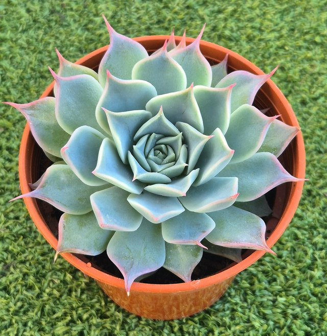 Echeveria cuspidata 
