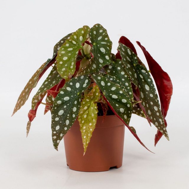 B12 . Begonia maculata 'Wightii'