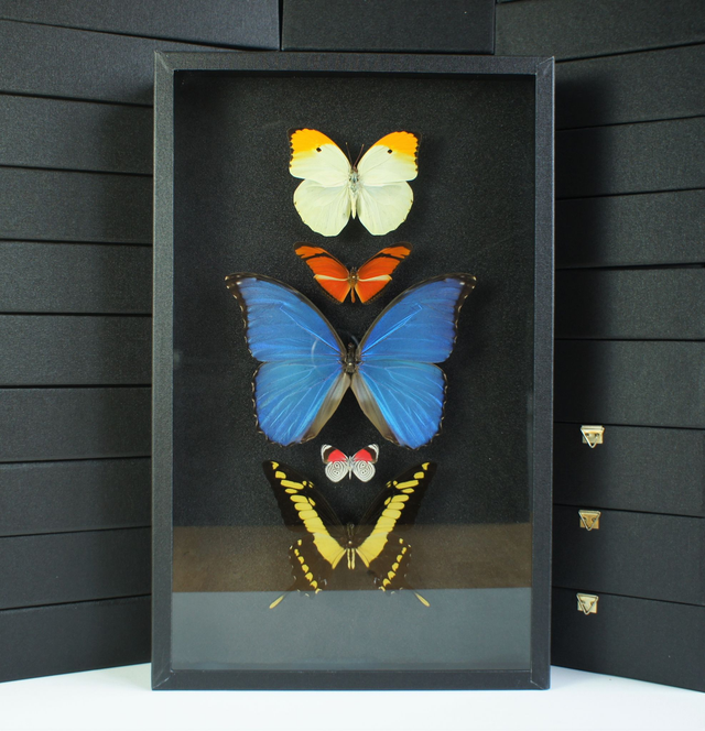 Collection de papillons amazoniens