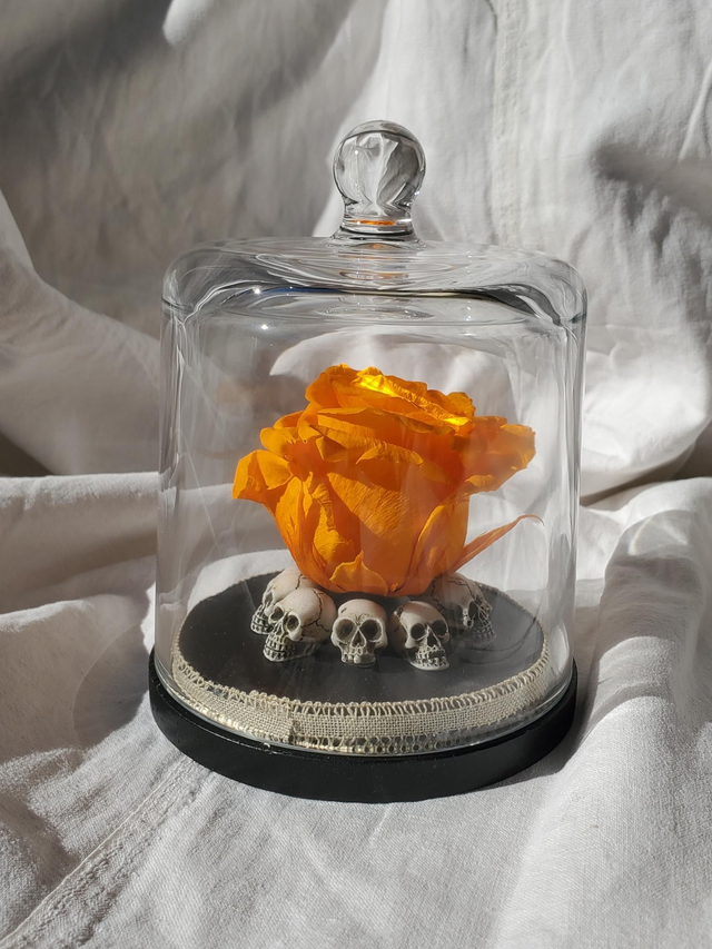 D10 Rose orange citrouille sur crâne