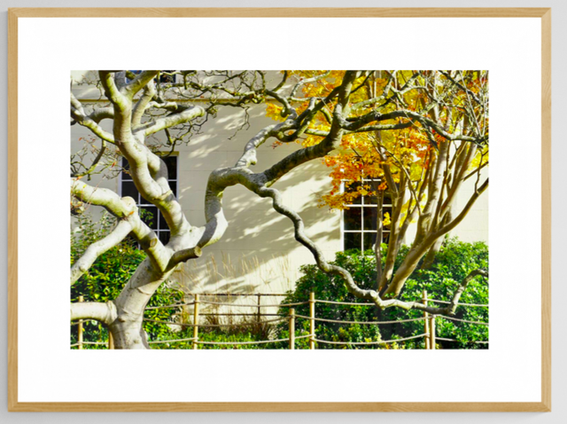 A tree for all seasons- Print