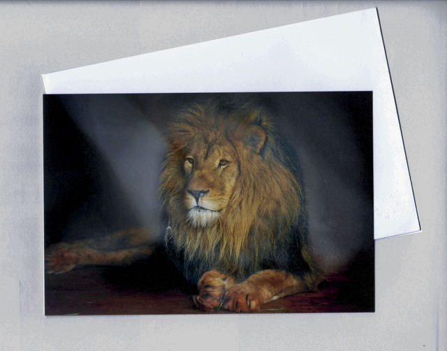  Folded card :  Simba the Rescued Lion, Lilongwe, Malawi   7.5&quot; x 5&quot;  Matt Finish