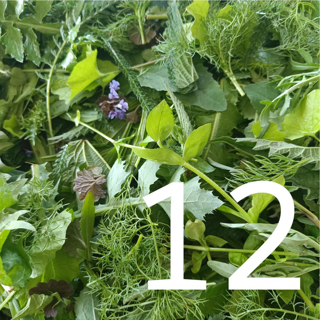 Kräuterwanderung Gruppe bis 12 Personen