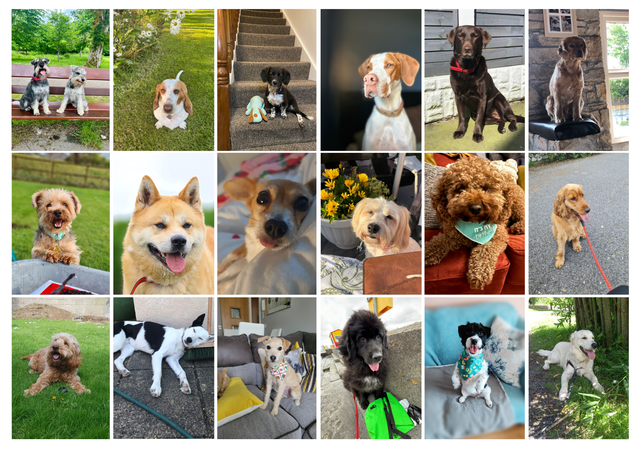 2025 Irish Dog Calendar 2 pack