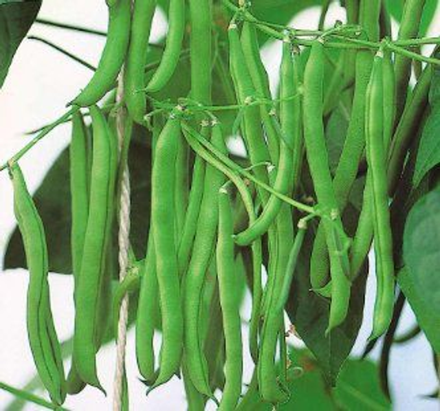 French Bean 'Blue Lake'