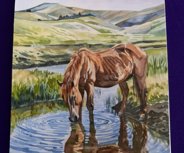 Plain Note Pad Horse Reflection