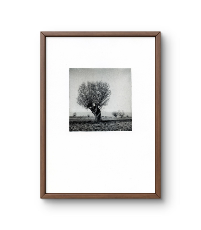 A4 Willow photogravure handprint framed 