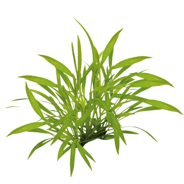 Easygrow Helanthium Tenellum 8715897322426